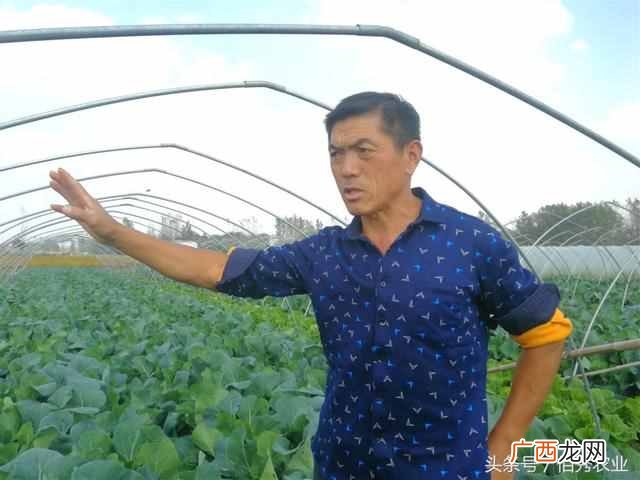 农村现在搞什么农业好赚钱（适合农村6个种植项