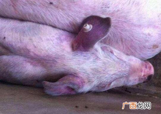 育肥猪蓝耳病治疗方案 猪蓝耳病防治技术规范