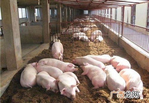 现代养猪场 生态养猪场建造技术