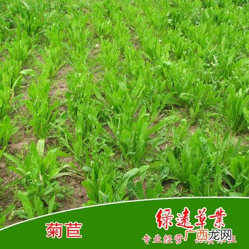 明年养猪的前景分析 菊苣养猪的技术要点及前景分析