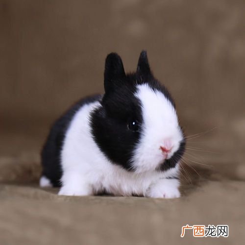 比利时兔子养殖视频 比利时兔子养殖技术