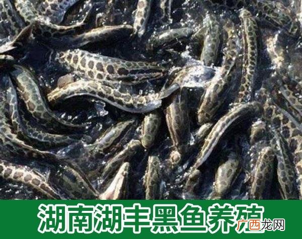 黄鳝实用养殖技术 乌鳢实用养殖技术