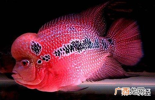 黄鳝实用养殖技术 乌鳢实用养殖技术