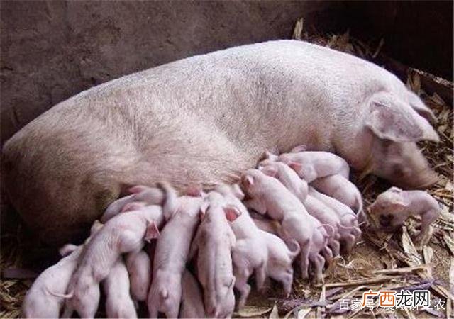 母猪养殖技术母猪的饲养管理 母猪系统营养技术研究与应用