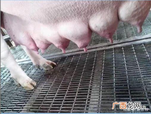 母猪养殖技术母猪的饲养管理 母猪系统营养技术研究与应用