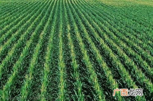 美国红枫种子种植环境 美国大豆种植技术