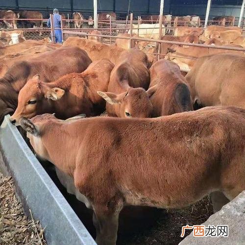 养殖技术知识 育肥牛养殖技术
