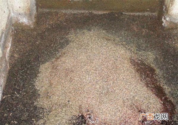 人工养蛆技术视频 养蛆技术视频
