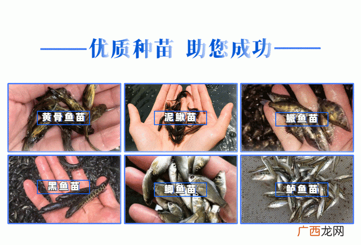 人工养蛆技术视频 养蛆技术视频