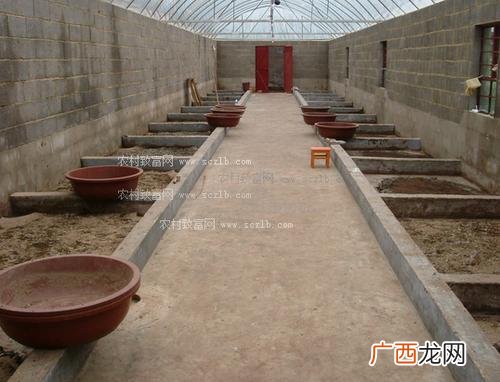 人工养蛆技术视频 养蛆技术视频