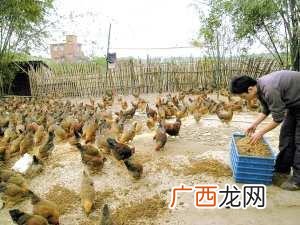 蝇蛆养鸡技术视频下载 蝇蛆养鸡技术