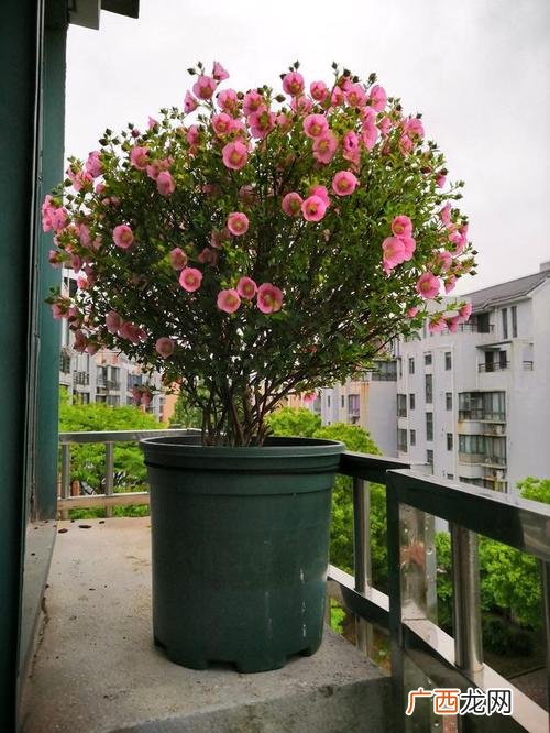 木本植物有哪些花卉 木本花卉的栽培
