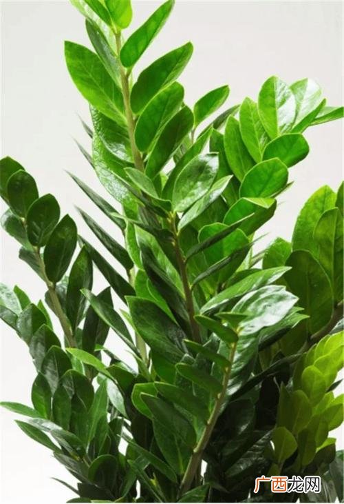 木本植物有哪些花卉 木本花卉的栽培