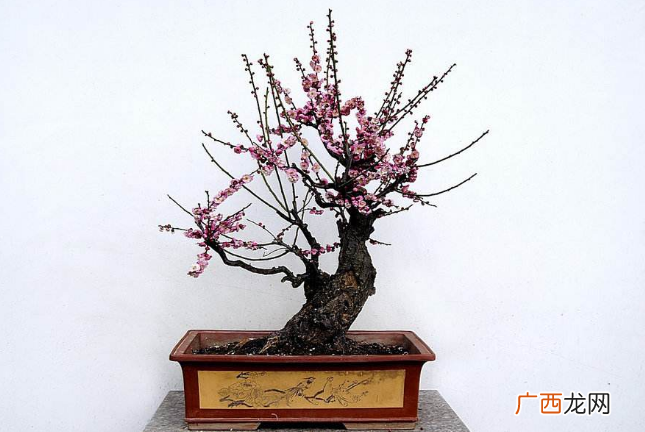 梅花养护与管理 梅花花卉的管理