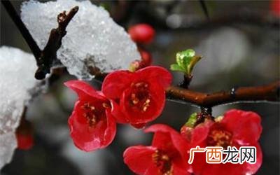 梅花养护与管理 梅花花卉的管理