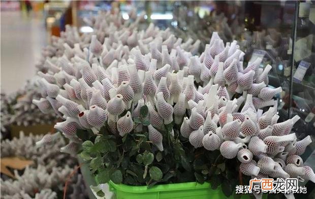 花卉批发价格大全 中国花卉价格