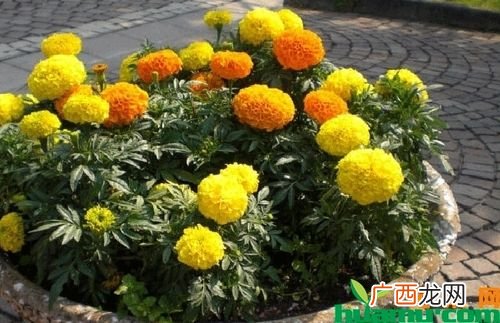 花卉批发价格大全 中国花卉价格
