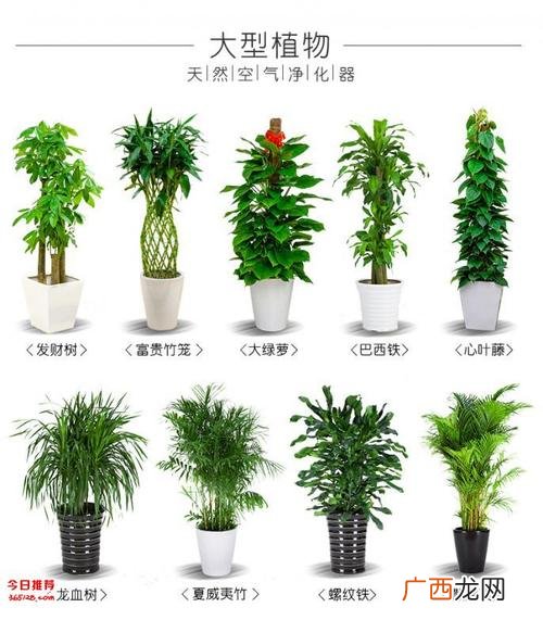 花店合作方案 花卉租摆联盟产业小组