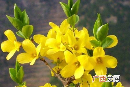 大型花卉图片大全 花卉大全真花