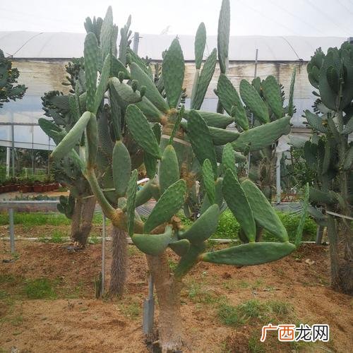 梨果仙人掌耐寒吗 家庭梨果仙人掌花卉