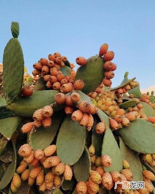 梨果仙人掌耐寒吗 家庭梨果仙人掌花卉