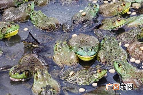 今日鳜鱼塘头收购价格 牛蛙 价格中国水产网
