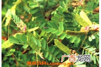 鸡骨草的功效与作用及食用方法