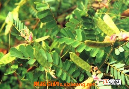 鸡骨草的功效与作用及食用方法