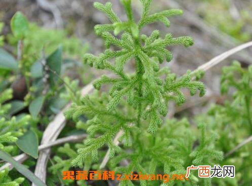 伸筋草的功效与作用及药用价值