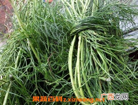 伸筋草的功效与作用及药用价值