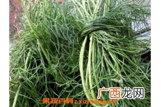 伸筋草的功效与作用及药用价值