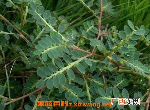 醉仙草有什么功效 醉仙草能治什么病