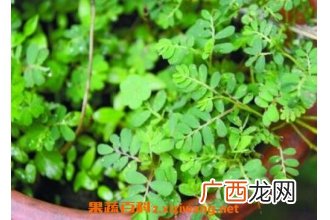 醉仙草有什么功效 醉仙草能治什么病