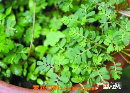 醉仙草有什么功效 醉仙草能治什么病