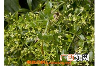 茜草的功效与作用及药用价值