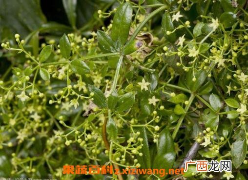 茜草的功效与作用及药用价值