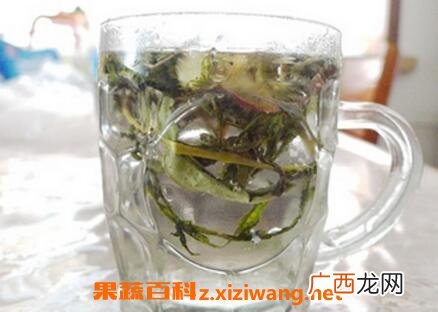 怎样用蒲公英泡水喝 蒲公英泡水喝的功效