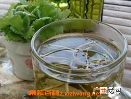 怎样用蒲公英泡水喝 蒲公英泡水喝的功效