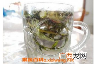 怎样用蒲公英泡水喝 蒲公英泡水喝的功效