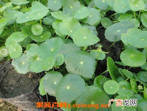 金钱草的功效与作用 金钱草能治结石吗
