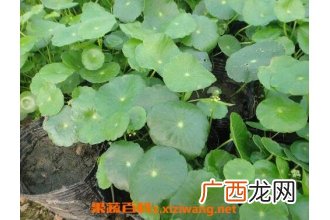 金钱草的功效与作用 金钱草能治结石吗