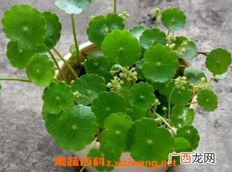 金钱草的功效与作用 金钱草能治结石吗