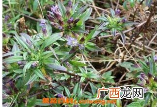 龙胆草的功效与作用及禁忌