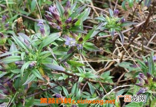 龙胆草的功效与作用及禁忌