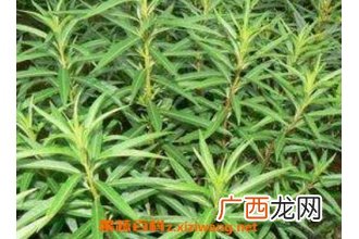 赶黄草的功效与作用