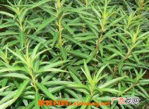 赶黄草的功效与作用