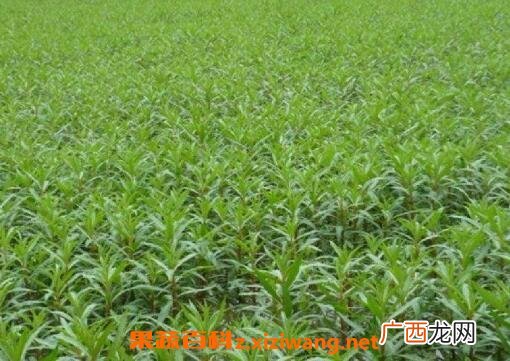 赶黄草的功效与作用