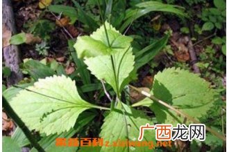透骨草的功效与作用 透骨草的常用配方