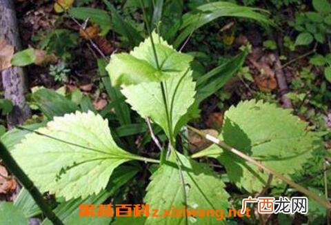 透骨草的功效与作用 透骨草的常用配方