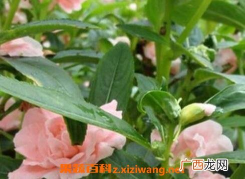 透骨草的功效与作用 透骨草的常用配方